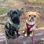 @harry.doris_the_pugaliers - Instagram