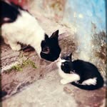 Doris Qiu - @whitemadou - Instagram