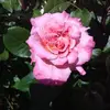 Doris Quade383 - @dorisquade383 - TikTok
