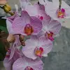 Ana Doris Quijada - @anadorisquijada - TikTok