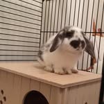 @doris.the_rabbit - Instagram