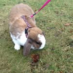 Doris  The   Rabbit1 - @doristherabbit1 - Instagram