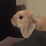 Doris - @doris.the.rabbit - Instagram