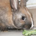 Doris' family - @doris_rabbit_family - Instagram