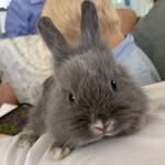 Doris Philipson - @therabbitdoris - Instagram
