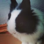 Doris Rabbit - @rabbitdoriss - Instagram
