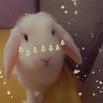 @doris_the_rabbit_ - Instagram