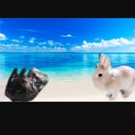 ♛♡Örebro Läns Kanin Hoppare♡♛ - @ella_doris_the_rabbitz - Instagram