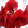 Doris Rakow - @habekeinnamen0 - TikTok