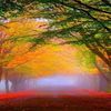 Doris Radley 1312 - @hieugm6d73 - TikTok