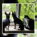 Min Pins and family - @rocky_rambo_dottie_doris_barni - Instagram