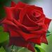 Dorris Randu - Facebook