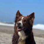 Doris Reategui - @dorisreategui_veterinaria - Instagram
