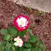 Doris Rector - @doris.rector - TikTok