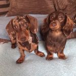 Doris&Rose🌹🐶 - @doris_rose_the_daxies - Instagram