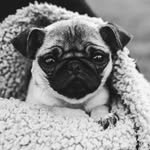 Doris Pug - @doris_pug_saunders - Instagram