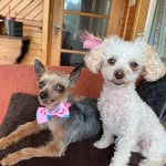 Doris Shannon - @dolliesplace12345 - Instagram