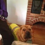 Anne Johansson - @dorissharpei - Instagram