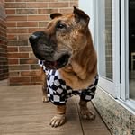 Doris Dora Linda - @doris_sharpei - Instagram