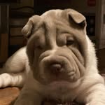 @sharpeidoris - Instagram