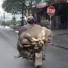 Bá Hộ - @doriskaggs - TikTok