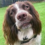Doris 🐾 - @springerspanieldoris - Instagram