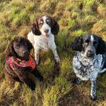 Doris and her dog friends - @doris_springerdoodles - Instagram