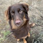 Doris - @doris_aussiespringermix - Instagram