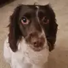 dorris the springer - @dorris.the.spring - TikTok