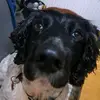 JazzyT - @doristhespringer - TikTok