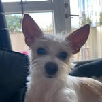 Doris Jessie Stilwell 🐶 - @days.with.doris - Instagram