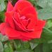 Doris Storey - Facebook