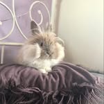 Doris Stormborn 🐰👑⚔️ - @rightful.hare.doris.stormborn - Instagram