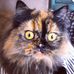 Doris the Scottish Straight Floof - Facebook