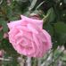 Dorris Stuart - Facebook