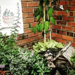 Doris Tolbert - @nanas_flower_garden - Instagram