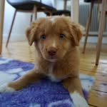 Njupavallens äventyrliga Doris - @doris_the_toller - Instagram