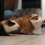 Doris&Tom - @doris.tomguineapig - Instagram