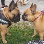 tyson&doris.the.french.bulldog - @tyson_and_doris_the_frenchies - Instagram
