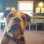 @dorisweldonthebulldog2020 - Instagram