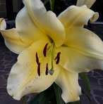 Doris Wenzel - Facebook