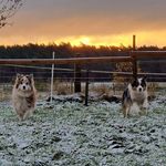 Doris Westernreiten - @doriswesternreiten - Instagram