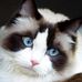 Doris Shepherd Wiese - Facebook
