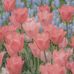 Doris Yang - Facebook