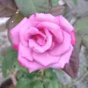 Doris Yang - @doris_yang1 - TikTok