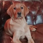 Doris Yates - @foxreddoris - Instagram