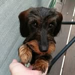 FreyaDorotheaDogabo.Dorotka🇨🇿 - @freya_dorothea_dorotka - Instagram