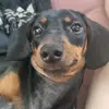 Dorothy - @dorothy.dachs - TikTok