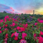 Dorothy Dailey - @hartlbaciou3 - Instagram