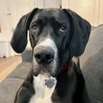 Dorothy Bleu Levine - @dorothy_the_dane - Instagram